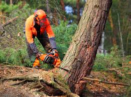 How Our Tree Care Process Works  in  Lookout Mountain, GA